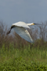 Eurasian Spoonbill (Platalea leucorodia)