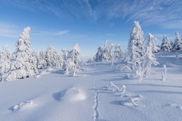 Brocken Winter Trees and Trail of Hares