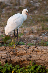 Fototapeta premium Eurasian Spoonbill (Platalea leucorodia)