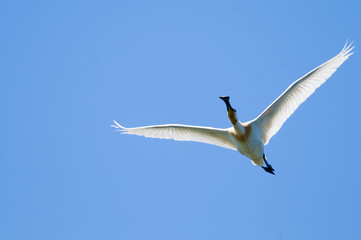 Eurasian Spoonbill (Platalea leucorodia)