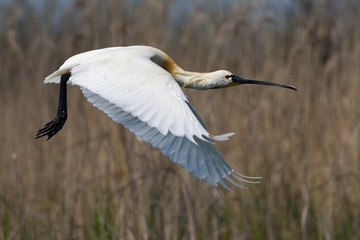 Eurasian Spoonbill (Platalea leucorodia)