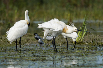 Obraz premium Eurasian Spoonbill (Platalea leucorodia)