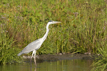 Grey Heron