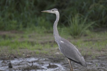 Grey Heron (Ardea cinerea)