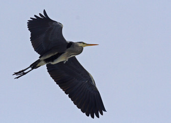 Grey Heron (Ardea cinerea)