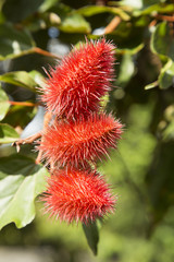 Fruit of achiote on the tree - Bixa orellana