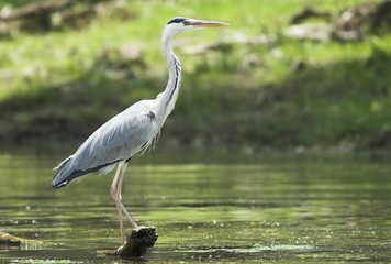 Grey Heron (Ardea cinerea)
