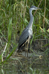 Grey Heron (Ardea cinerea)