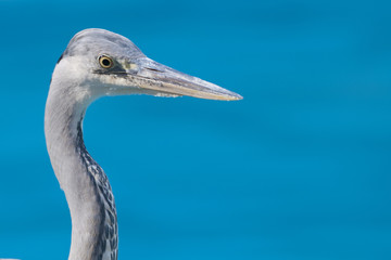 Grey Heron Portrait