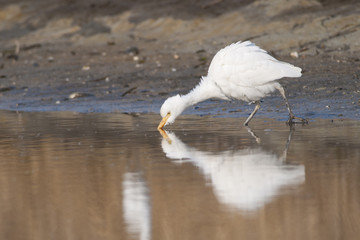Cattle Egret