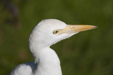 Cattle Heron Portrait