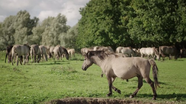 A herd of wild konik horses are grazing in a field and standing close interacting with each other on a windy sunny day in the Netherlands in slowmotion 50fps