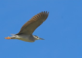 Black Crowned Night Heron (Nycticorax nycticorax)
