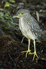 Black Crowned Night Heron (Nycticorax nycticorax)