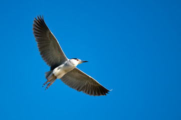 Black Crowned Night Heron (Nycticorax nycticorax)