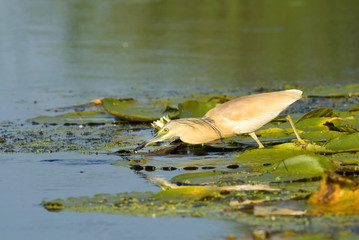 Squacco Heron (Ardeola ralloides)