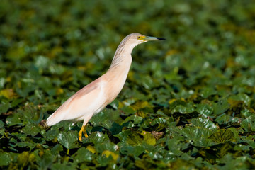 Squacco Heron (Ardeola ralloides)
