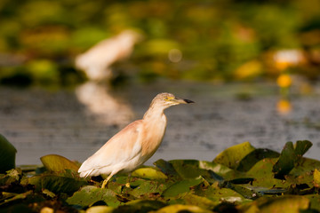 Squacco Heron (Ardeola ralloides)