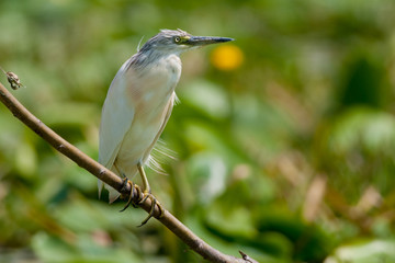 Squacco Heron (Ardeola ralloides)