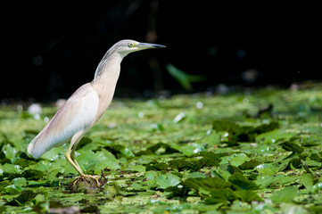 Squacco Heron (Ardeola ralloides)