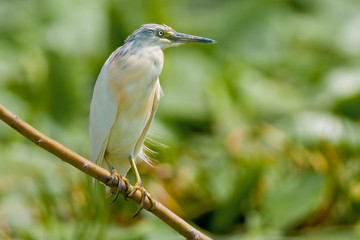 Squacco Heron (Ardeola ralloides)