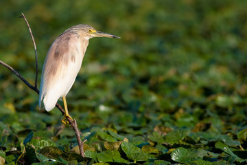 Squacco Heron (Ardeola ralloides)