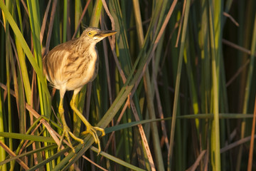 Squacco Heron (Ardeola ralloides)
