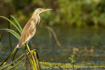 Squacco Heron on reed