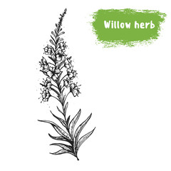 Willow-herb hand drawn sketch. Vintage vector illustration. Label or icon for design of package. Retro style image.