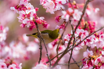The Japanese White-eye.The background is cherry blossoms(Japanese name is Kanzakura). Located in Tokyo Prefecture Japan.