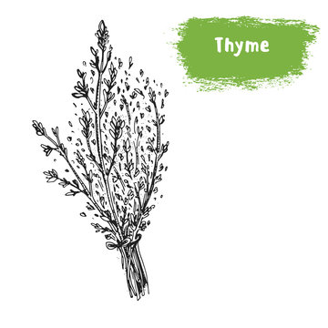 Thyme hand drawn sketch. Vintage vector illustration. Label or icon for design of package. Retro style image.