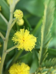 Mimose gelb