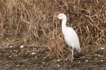 Fototapeta premium Cattle Egret