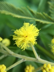 Mimose gelb