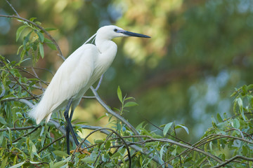 Little Egret