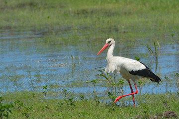White stork near water