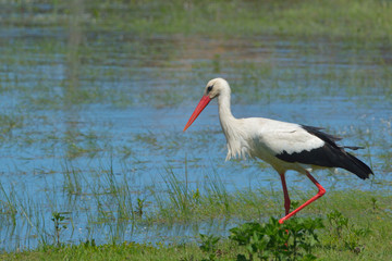 White stork near water