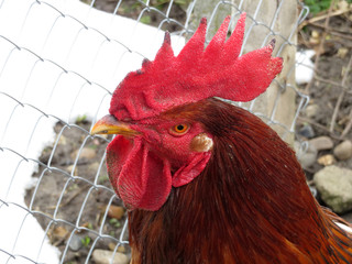 Beautiful red rooster on the farm