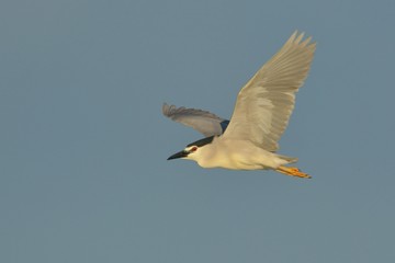 Black Crowned Night Heron in Flight