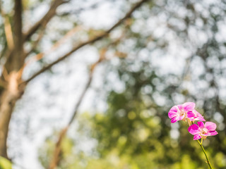 Beautiful pink orchids with bokeh and blurry garden or park background.