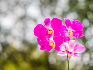 Successful and healthy growth of beautiful pink orchids in the garden or park.