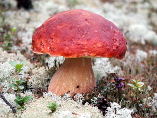 Large brown mushroom in the forest