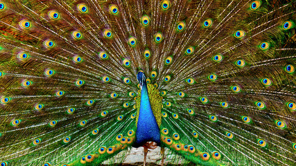 Obraz premium Peacock spreading tail feathers