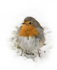 Front view of european robin bird standing on the snow covered ground in winter with white background around it