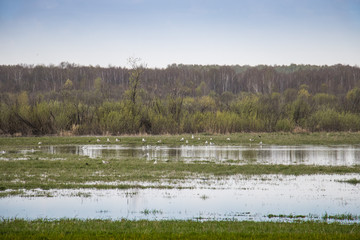 Birds on a spring meadow in Siberia on a sunny May day