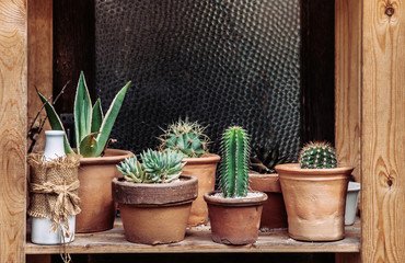 Vintage decoration various cactus pots on wooden shelf and ornaments