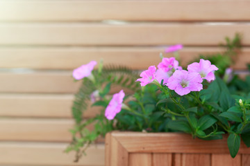 hanging basket with pink flower plants on the wooden wall