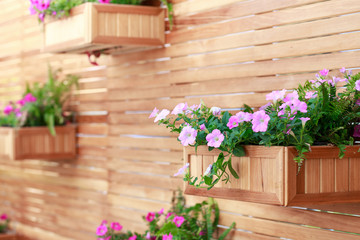 Fototapeta na wymiar hanging basket with pink flower plants on the wooden wall