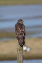 Buzzard sitting on a fence post waiting for a victim.