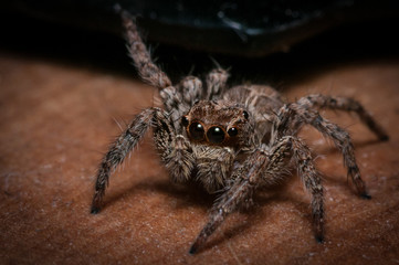 Close up of a spider